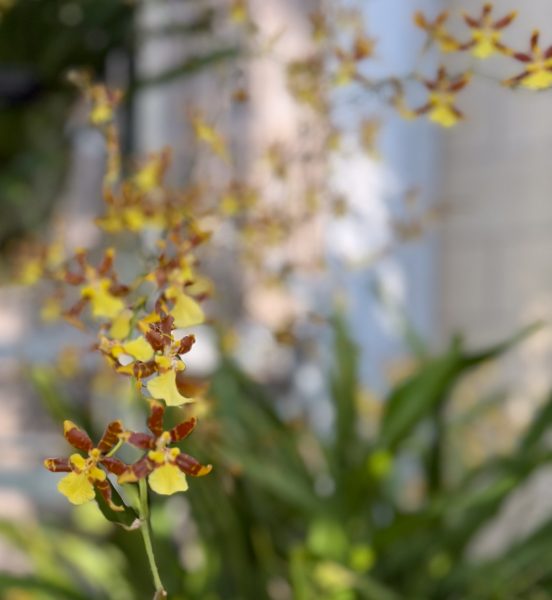 Photo 100 from 2026 Orchid Show