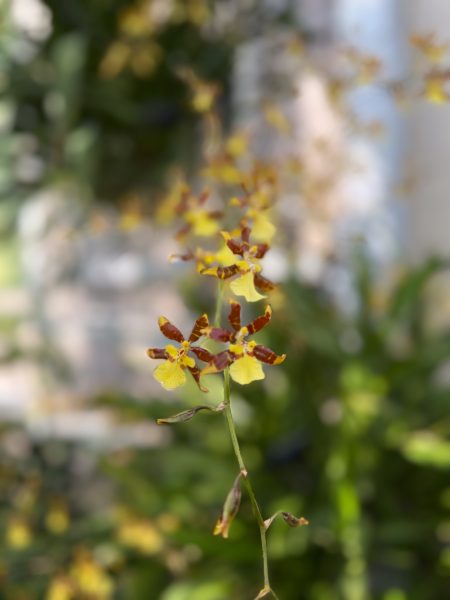 Photo 102 from 2026 Orchid Show