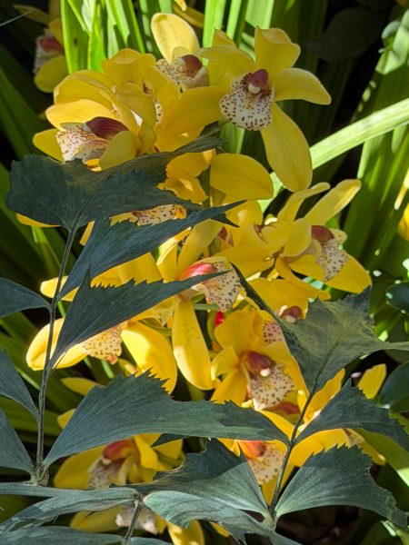 Photo 104 from 2026 Orchid Show