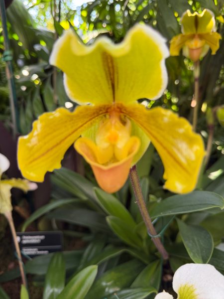Photo 106 from 2026 Orchid Show