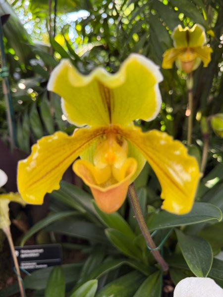 Photo 107 from 2026 Orchid Show