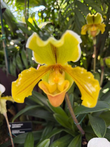 Photo 108 from 2026 Orchid Show