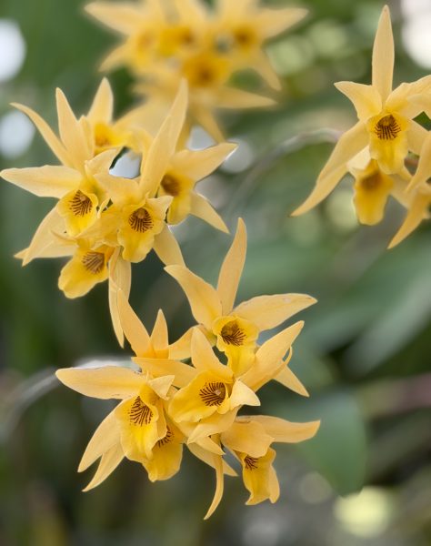 Photo 113 from 2026 Orchid Show