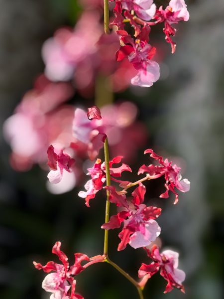 Photo 115 from 2026 Orchid Show