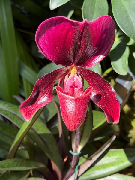 Photo 12 from 2026 Orchid Show