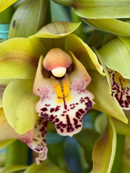 Photo 121 from 2026 Orchid Show