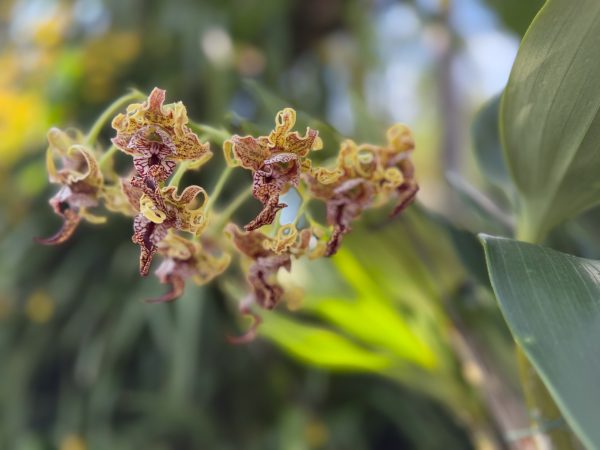 Photo 126 from 2026 Orchid Show