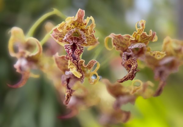 Photo 127 from 2026 Orchid Show