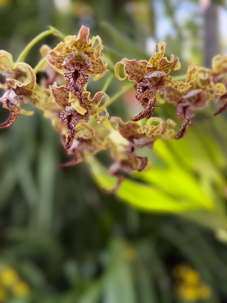 Photo 129 from 2026 Orchid Show