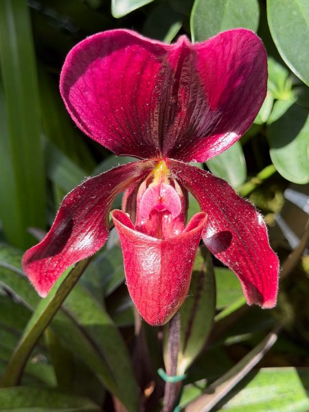 Photo 13 from 2026 Orchid Show