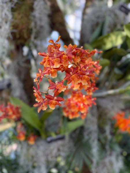 Photo 135 from 2026 Orchid Show