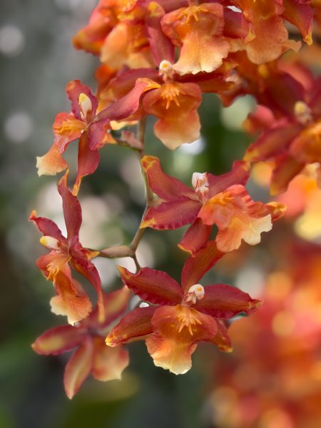 Photo 140 from 2026 Orchid Show