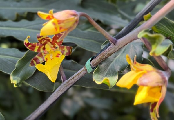 Photo 142 from 2026 Orchid Show