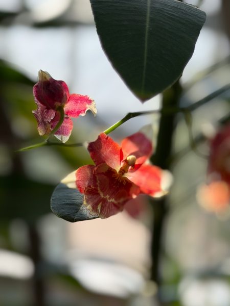 Photo 144 from 2026 Orchid Show
