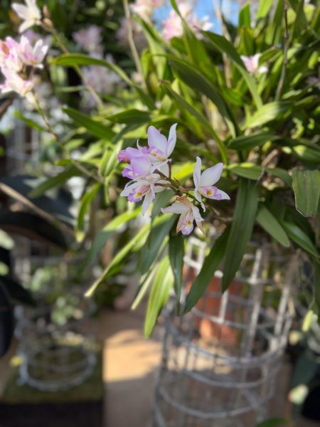 Photo 146 from 2026 Orchid Show