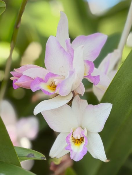 Photo 148 from 2026 Orchid Show