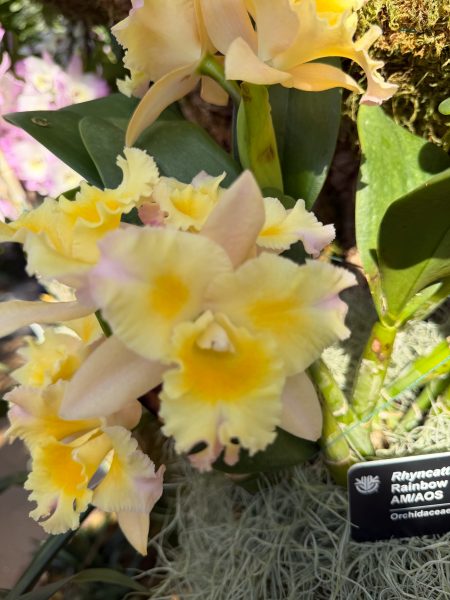 Photo 158 from 2026 Orchid Show