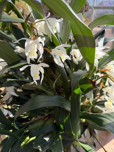 Photo 159 from 2026 Orchid Show