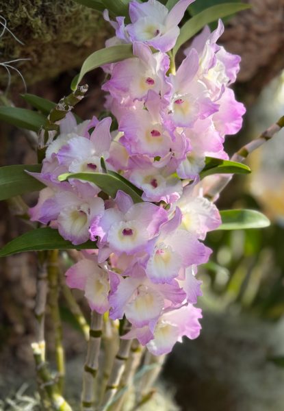 Photo 160 from 2026 Orchid Show