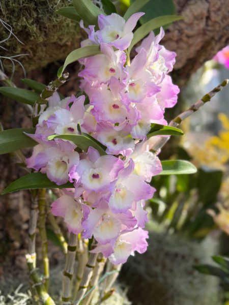 Photo 161 from 2026 Orchid Show