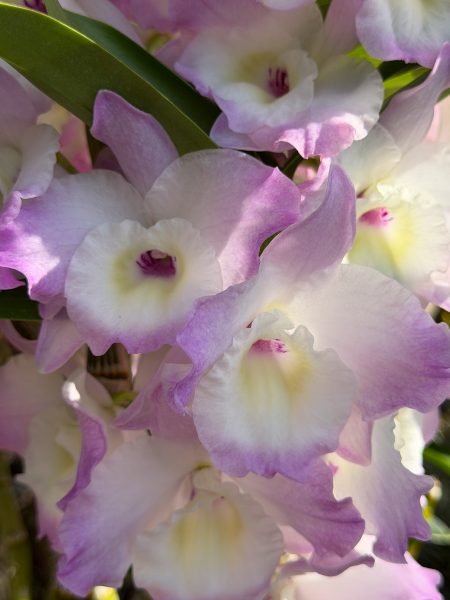Photo 164 from 2026 Orchid Show