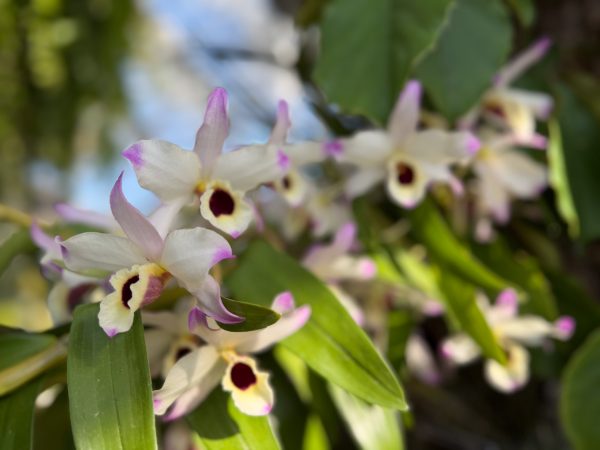 Photo 166 from 2026 Orchid Show