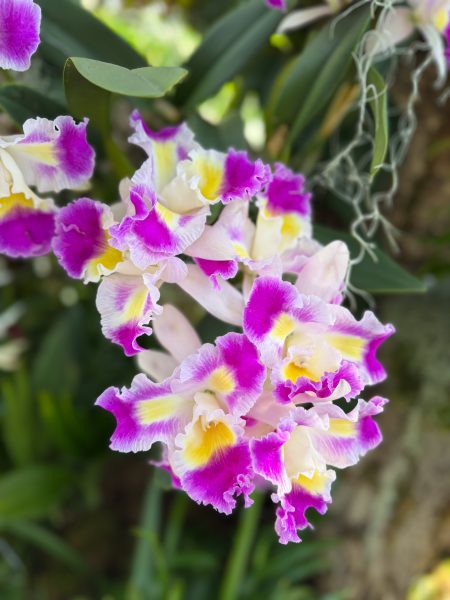 Photo 169 from 2026 Orchid Show