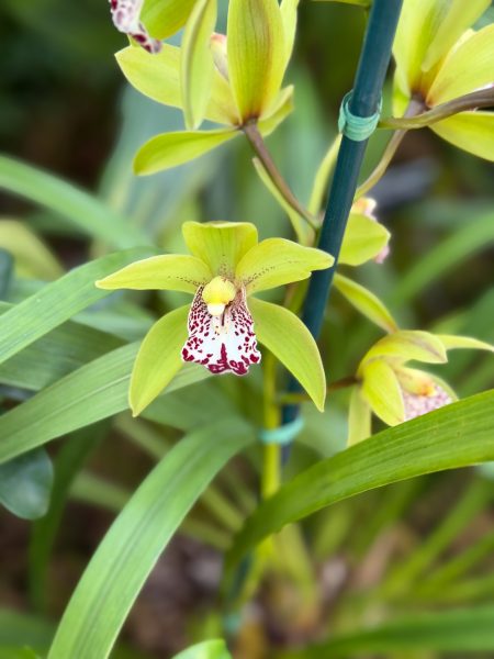 Photo 175 from 2026 Orchid Show