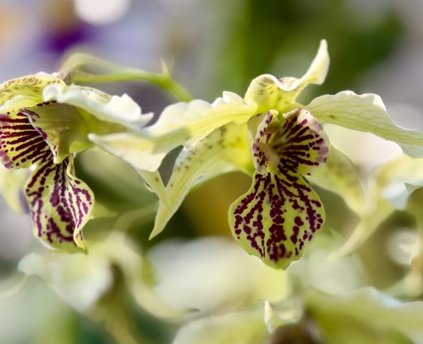 Photo 18 from 2026 Orchid Show