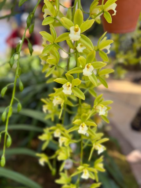 Photo 181 from 2026 Orchid Show
