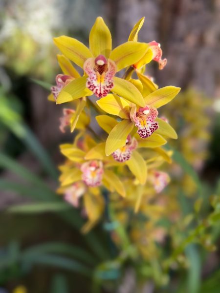 Photo 184 from 2026 Orchid Show