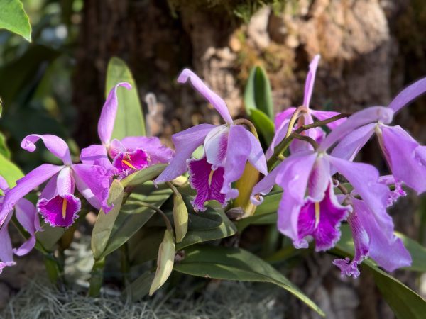 Photo 186 from 2026 Orchid Show