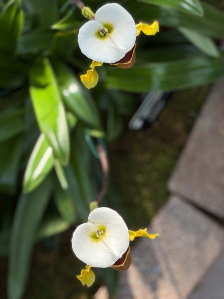 Photo 188 from 2026 Orchid Show