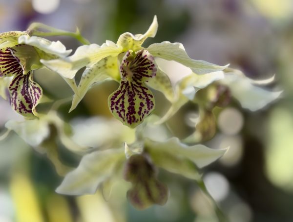 Photo 19 from 2026 Orchid Show