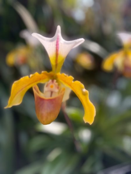 Photo 192 from 2026 Orchid Show