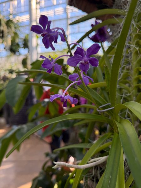 Photo 196 from 2026 Orchid Show
