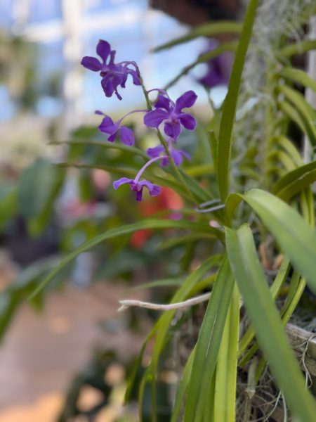 Photo 197 from 2026 Orchid Show