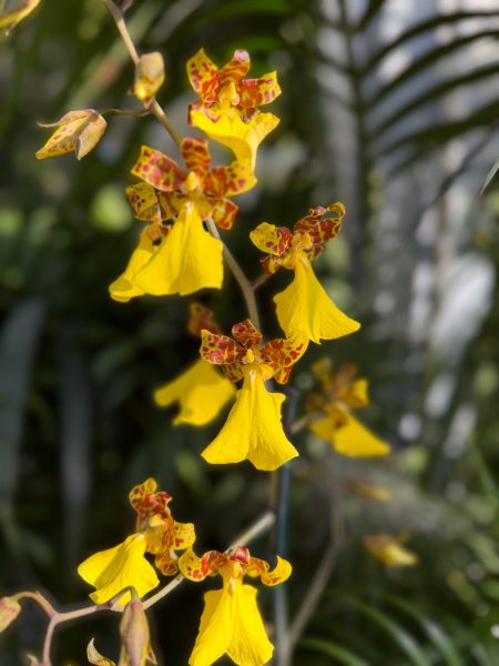 Photo 198 from 2026 Orchid Show
