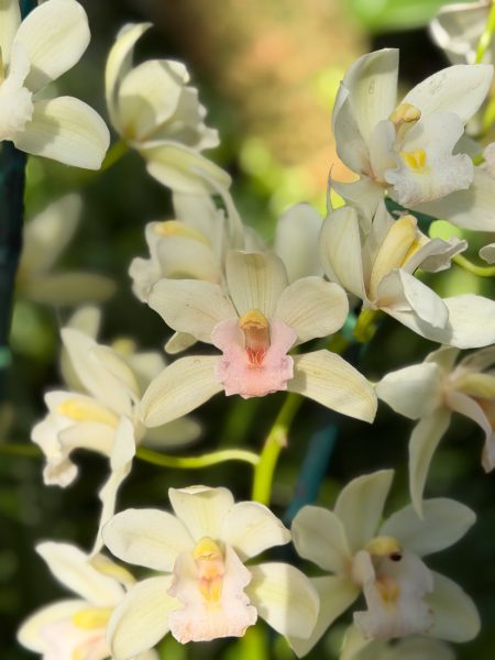 Photo 20 from 2026 Orchid Show