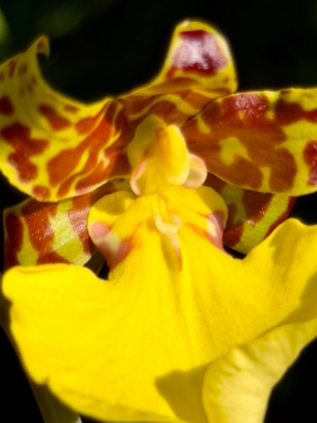 Photo 200 from 2026 Orchid Show
