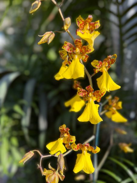 Photo 202 from 2026 Orchid Show