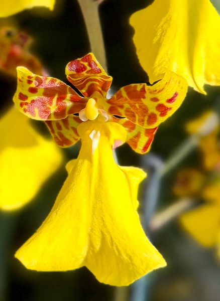 Photo 203 from 2026 Orchid Show