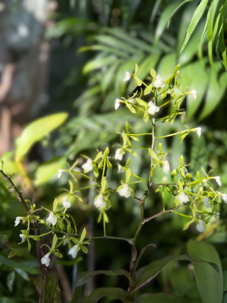 Photo 205 from 2026 Orchid Show
