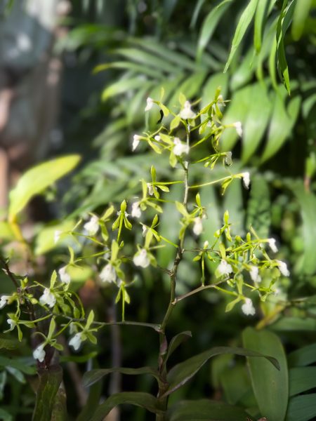 Photo 206 from 2026 Orchid Show