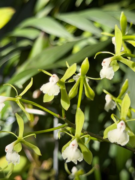 Photo 207 from 2026 Orchid Show