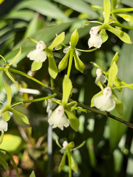 Photo 208 from 2026 Orchid Show