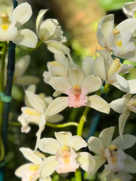 Photo 21 from 2026 Orchid Show