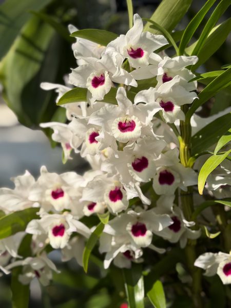 Photo 212 from 2026 Orchid Show
