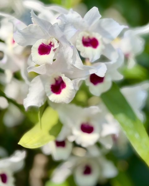 Photo 22 from 2026 Orchid Show