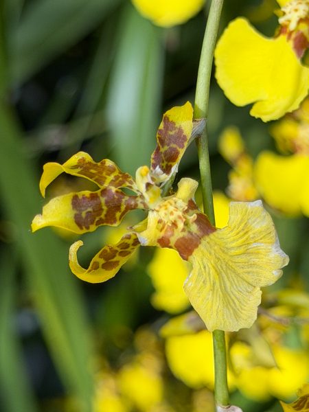 Photo 222 from 2026 Orchid Show